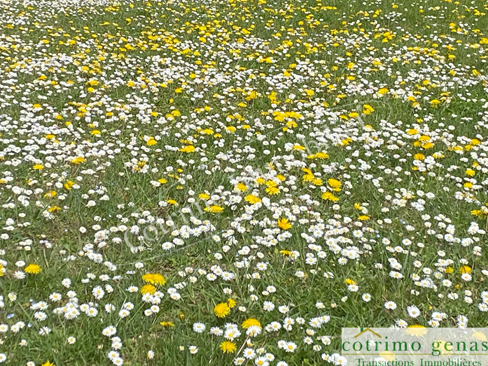 Image_1, Terrain, Genas, ref :1350